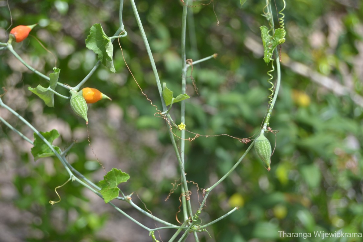 Kedrostis foetidissima (Jacq.) Cogn.